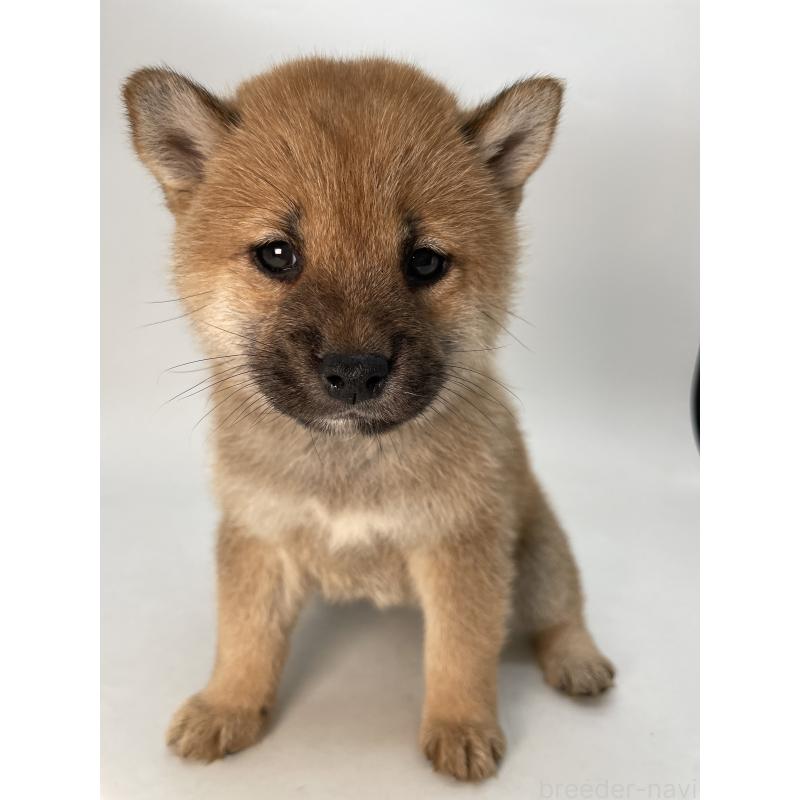 販売中の千葉県の柴犬-429496の12枚目