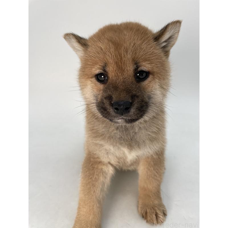 販売中の千葉県の柴犬-429496の11枚目