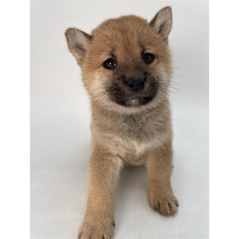 販売中の千葉県の柴犬-429496の10枚目