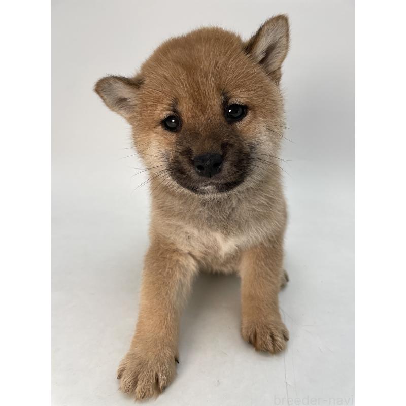 販売中の千葉県の柴犬-429496の9枚目