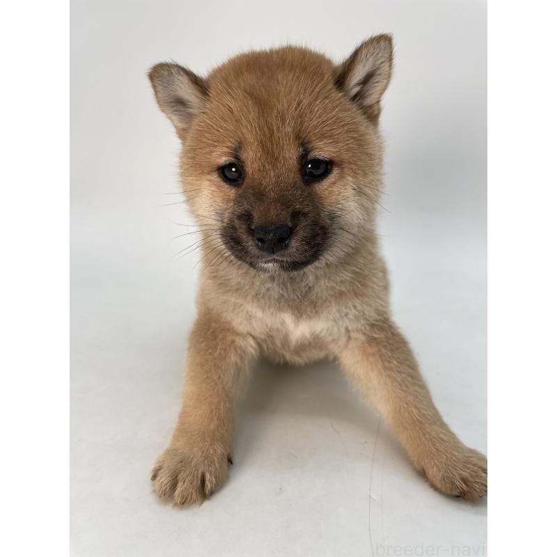 販売中の千葉県の柴犬-429496の8枚目