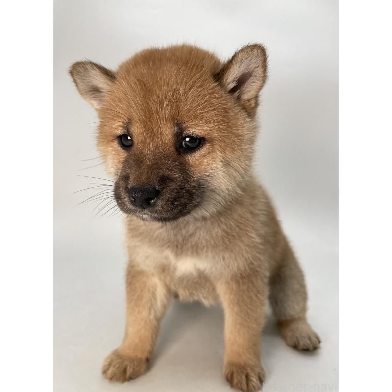 販売中の千葉県の柴犬-429496の7枚目