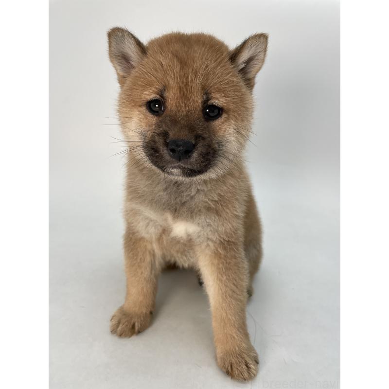 販売中の千葉県の柴犬-429496の6枚目