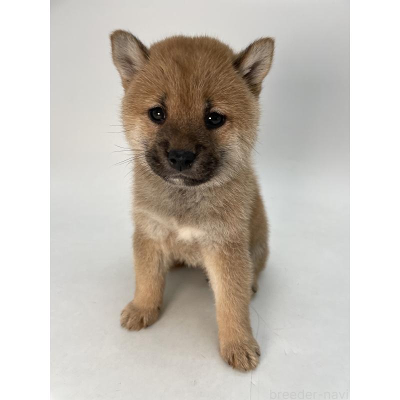 販売中の千葉県の柴犬-429496の5枚目