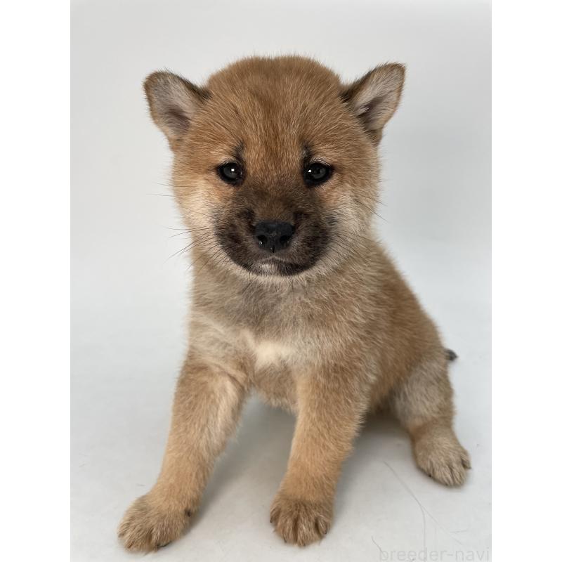 販売中の千葉県の柴犬-429496の4枚目