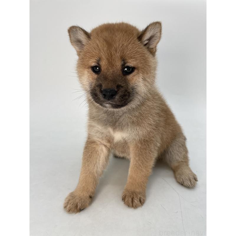 販売中の千葉県の柴犬-429496の3枚目