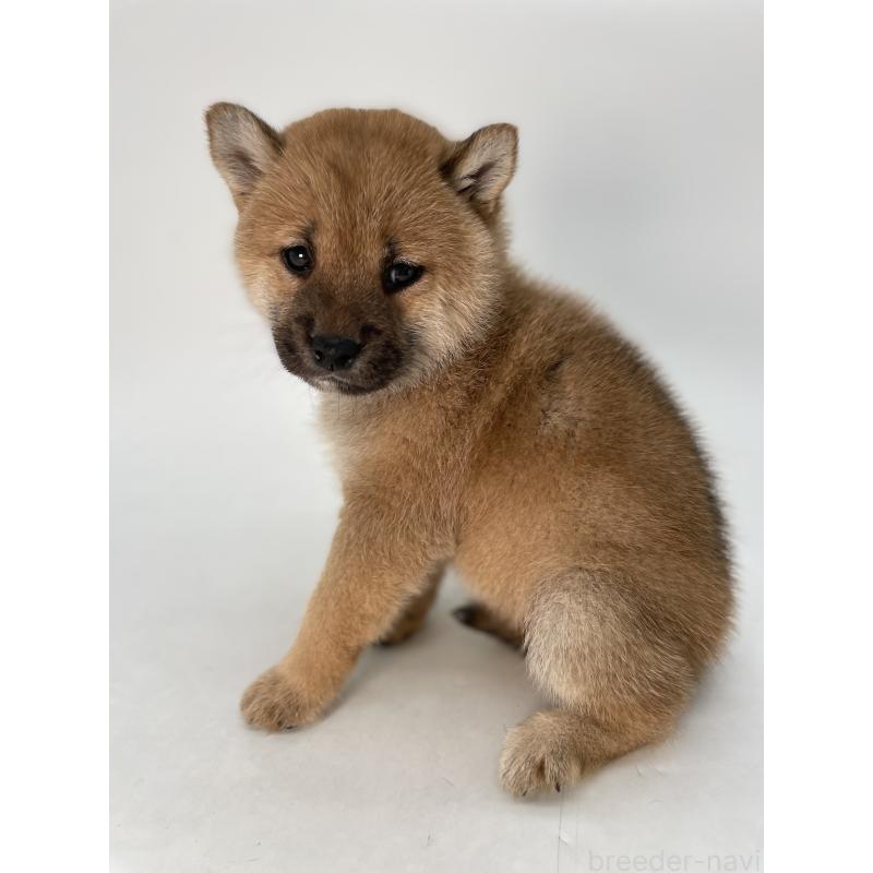 販売中の千葉県の柴犬-429496の2枚目