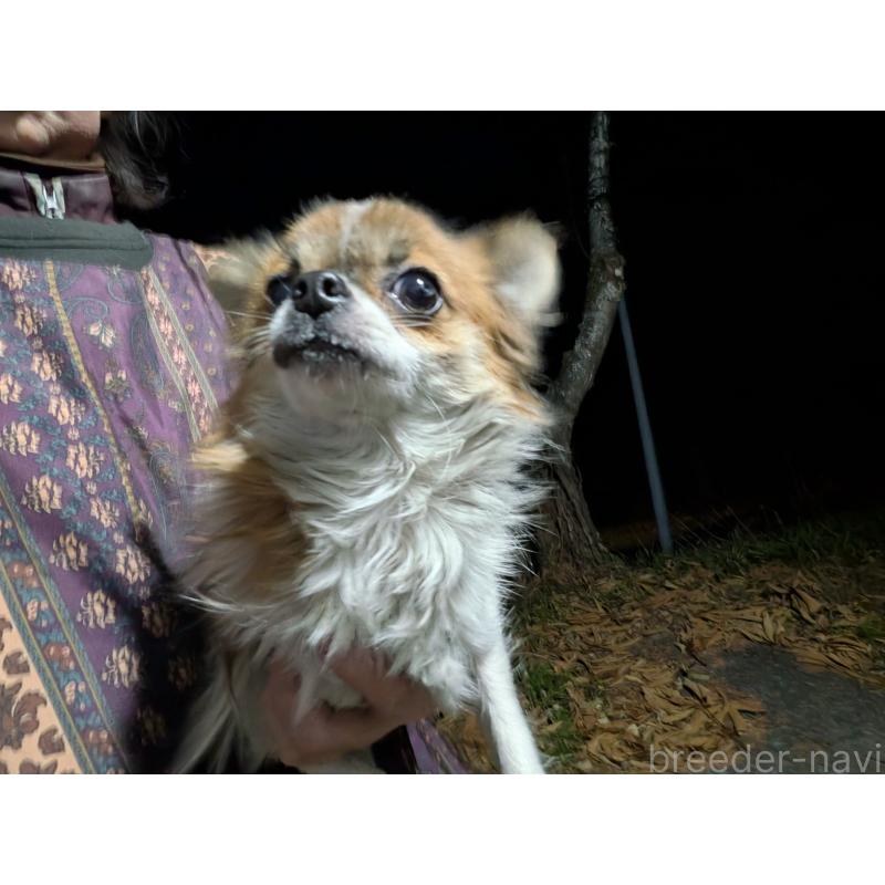 販売中の長野県のチワワ(ロングコート)-429500の5枚目