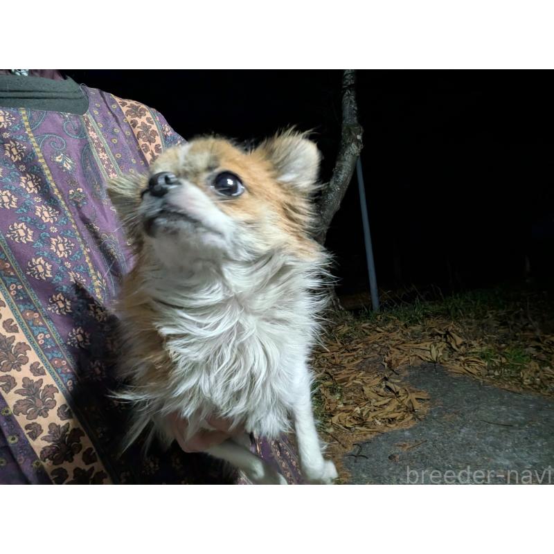 販売中の長野県のチワワ(ロングコート)-429500の4枚目