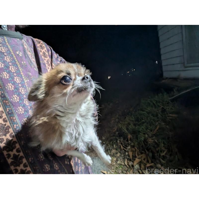 販売中の長野県のチワワ(ロングコート)-429500の3枚目