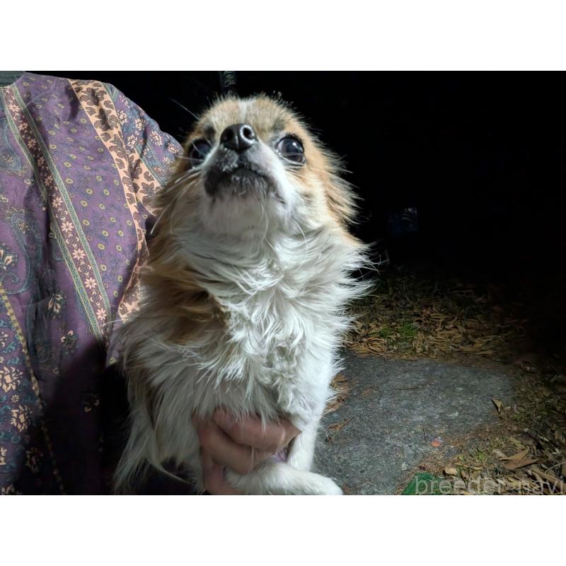 販売中の長野県のチワワ(ロングコート)-429500の2枚目