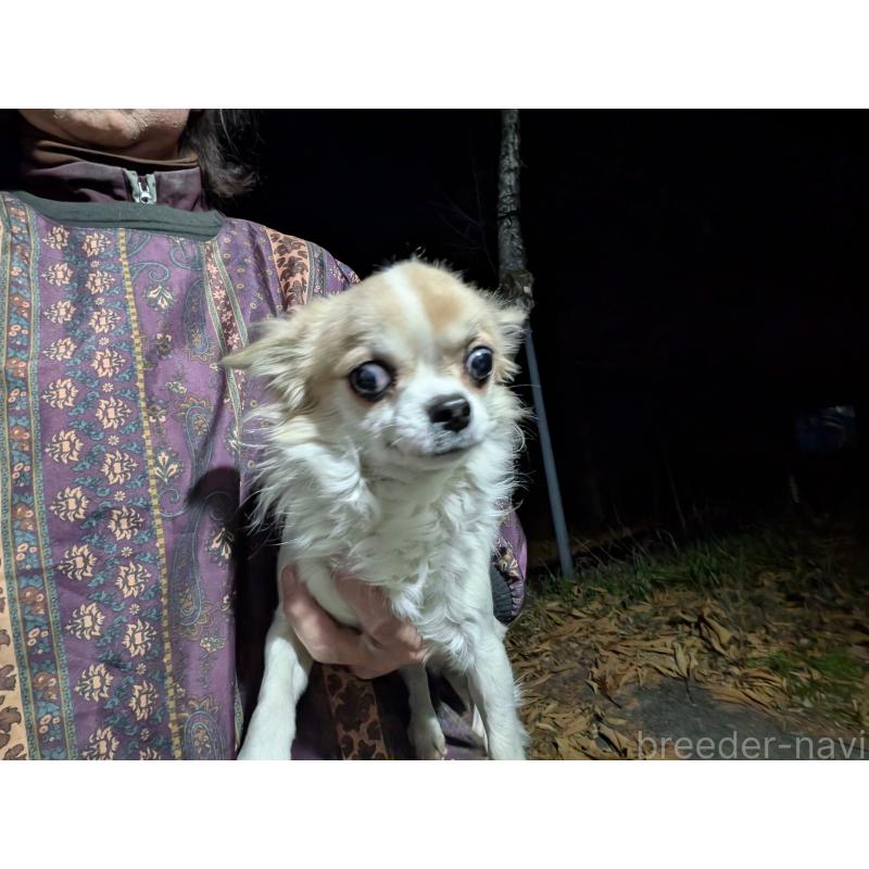 販売中の長野県のチワワ(ロングコート)-429501の5枚目