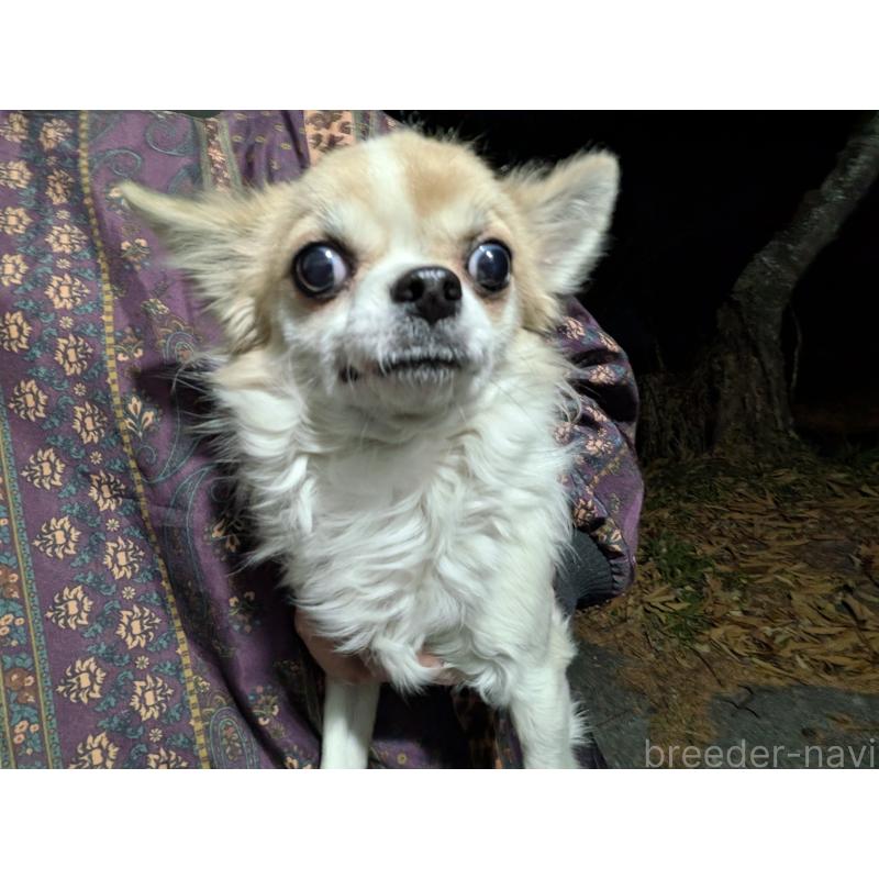 販売中の長野県のチワワ(ロングコート)-429501の4枚目