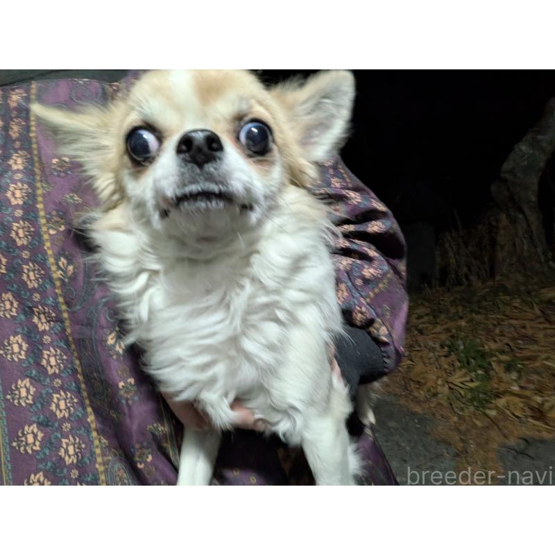 販売中の長野県のチワワ(ロングコート)-429501の2枚目