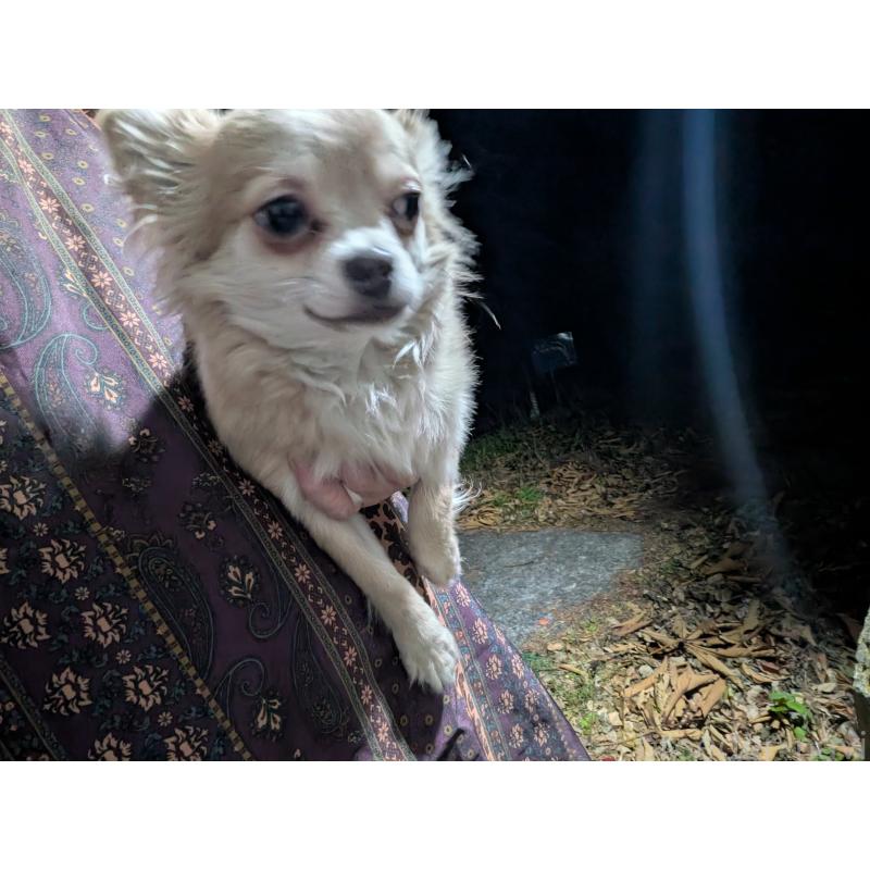 販売中の長野県のチワワ(ロングコート)-429502の6枚目