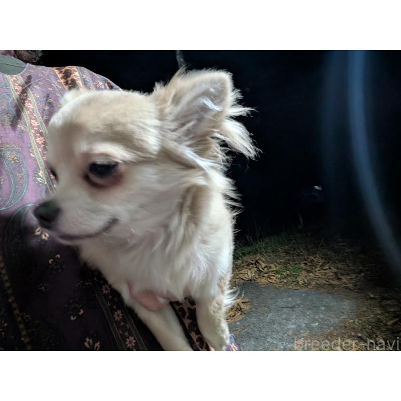 販売中の長野県のチワワ(ロングコート)-429502の5枚目