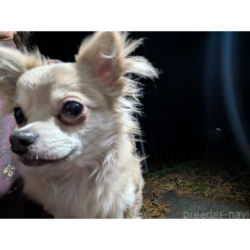 販売中の長野県のチワワ(ロングコート)-429502の4枚目