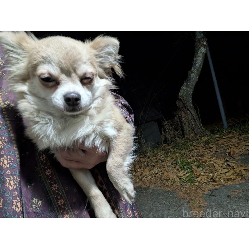 販売中の長野県のチワワ(ロングコート)-429502の3枚目