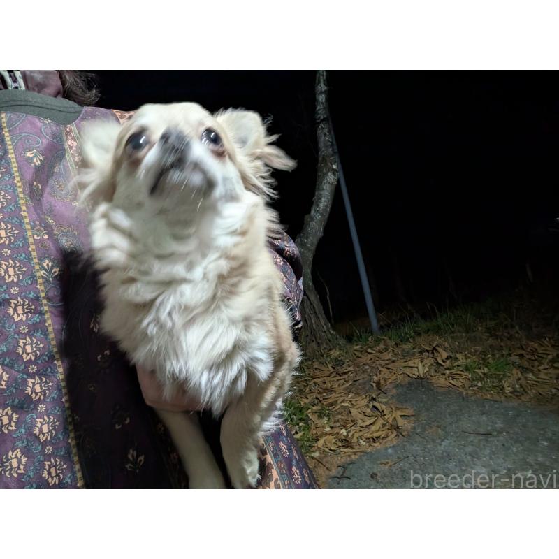 販売中の長野県のチワワ(ロングコート)-429502の2枚目