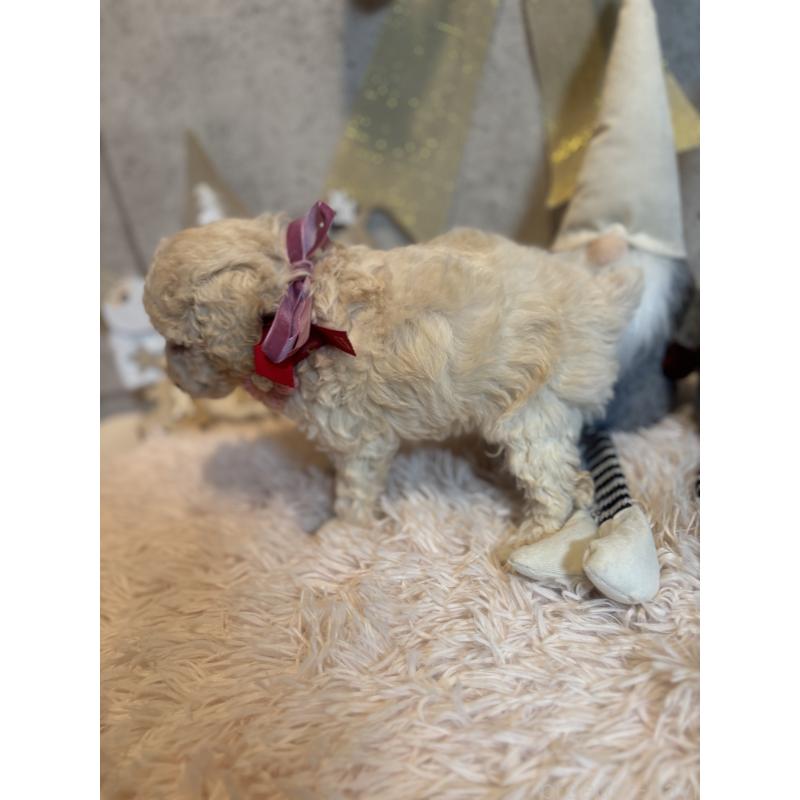 成約済の鹿児島県のタイニープードル-425619の4枚目