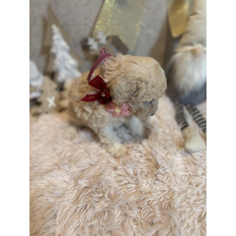 成約済の鹿児島県のタイニープードル-425619の3枚目