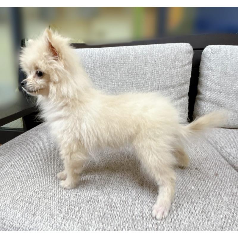 販売中の東京都のポメラニアン-418649の2枚目