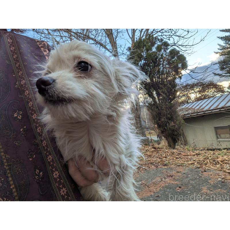 販売中の長野県のチワワ(ロングコート)-429503の5枚目