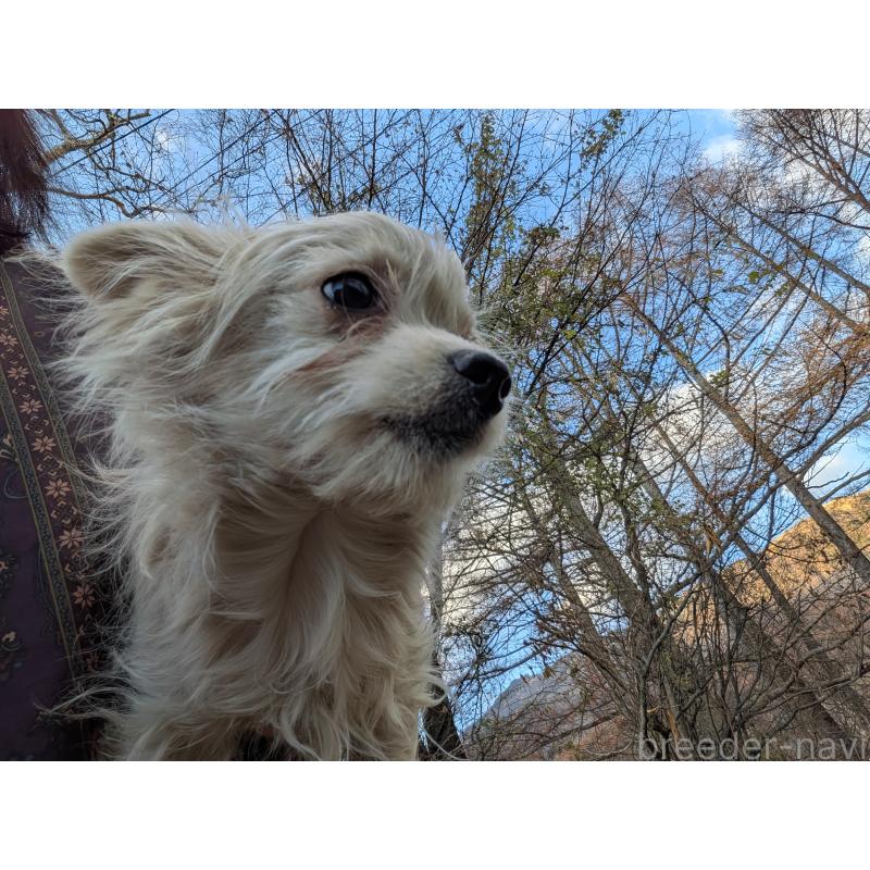 販売中の長野県のチワワ(ロングコート)-429503の4枚目