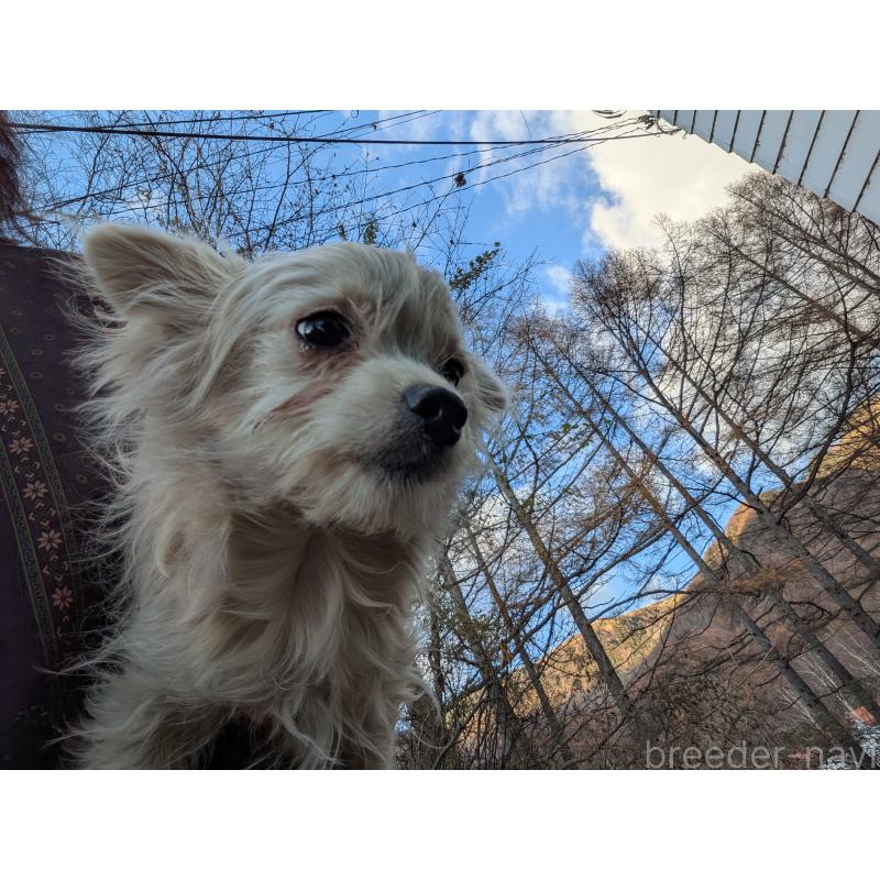 販売中の長野県のチワワ(ロングコート)-429503の2枚目