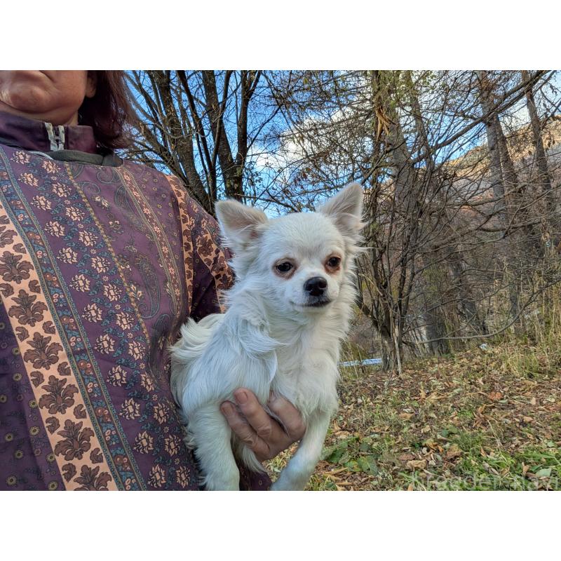 販売中の長野県のチワワ(ロングコート)-429504の4枚目