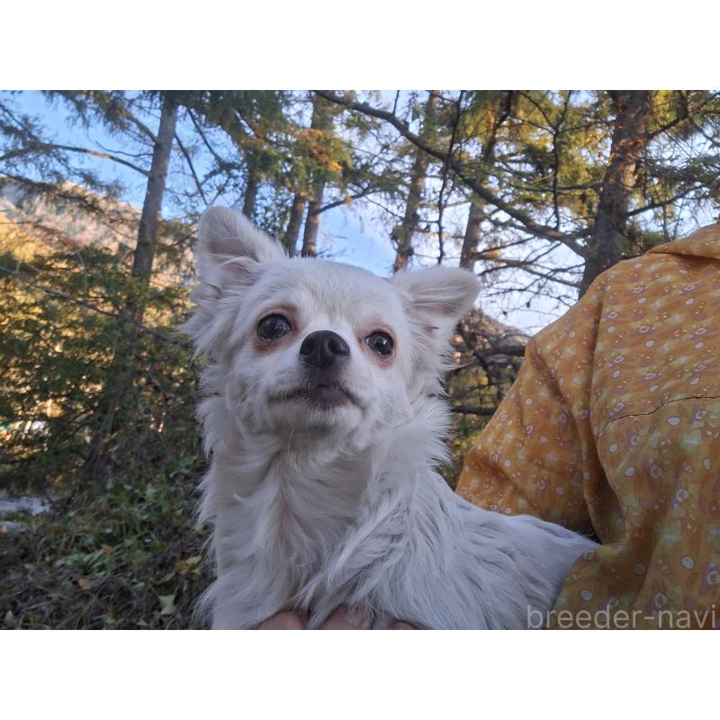 販売中の長野県のチワワ(ロングコート)-429504の3枚目