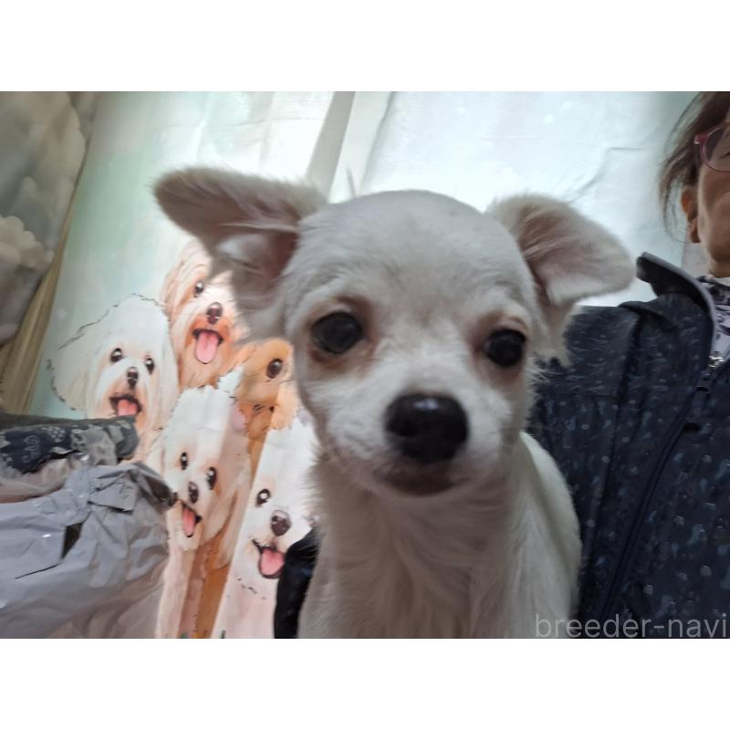 販売中の長野県のチワワ(ロングコート)-429504の2枚目