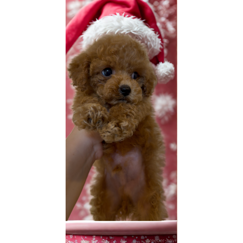 成約済の沖縄県のティーカッププードル-423790の7枚目