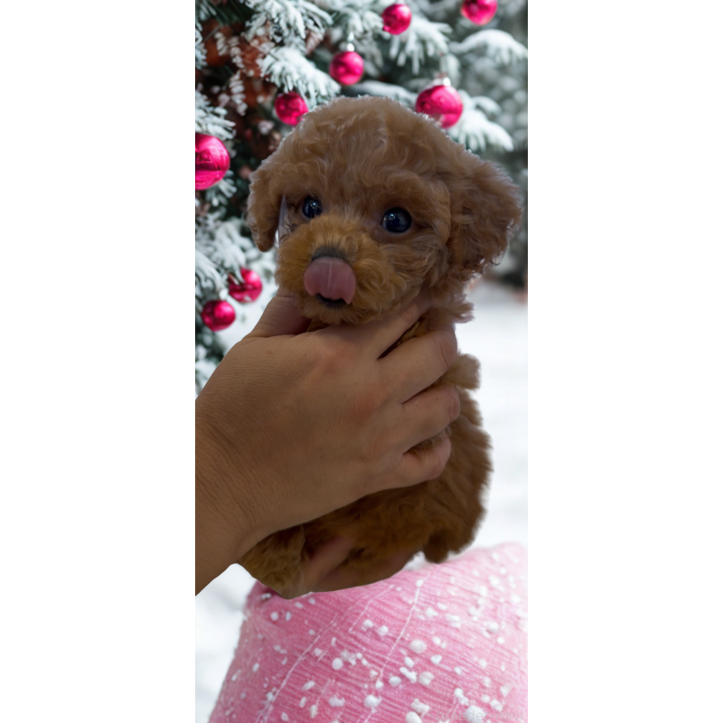 成約済の沖縄県のティーカッププードル-423790の6枚目