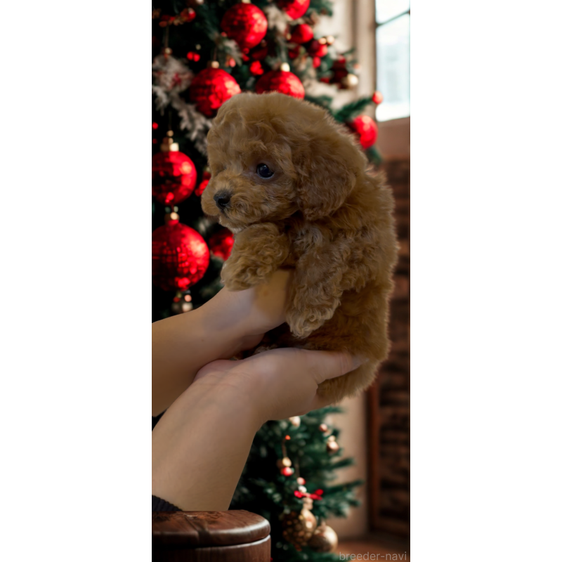 成約済の沖縄県のティーカッププードル-423790の5枚目