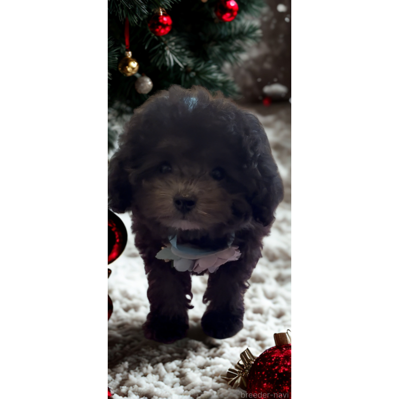 成約済の沖縄県のティーカッププードル-423376の10枚目