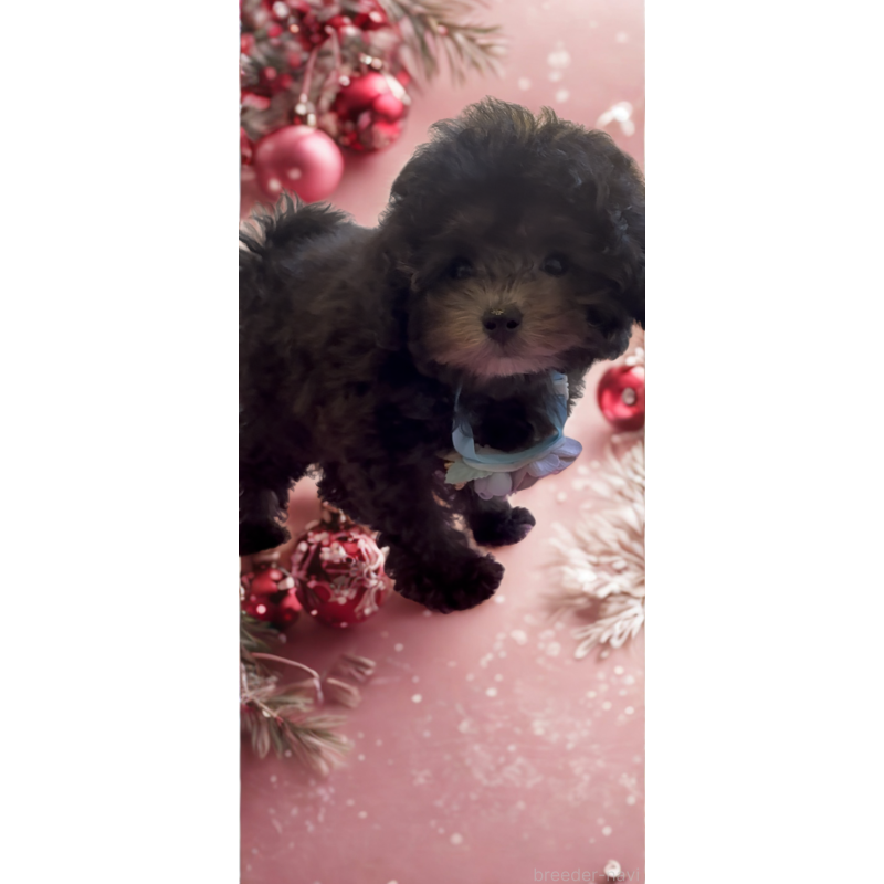 成約済の沖縄県のティーカッププードル-423376の8枚目