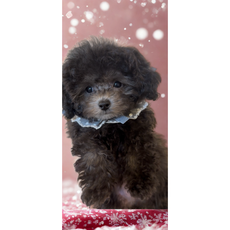 成約済の沖縄県のティーカッププードル-423376の7枚目