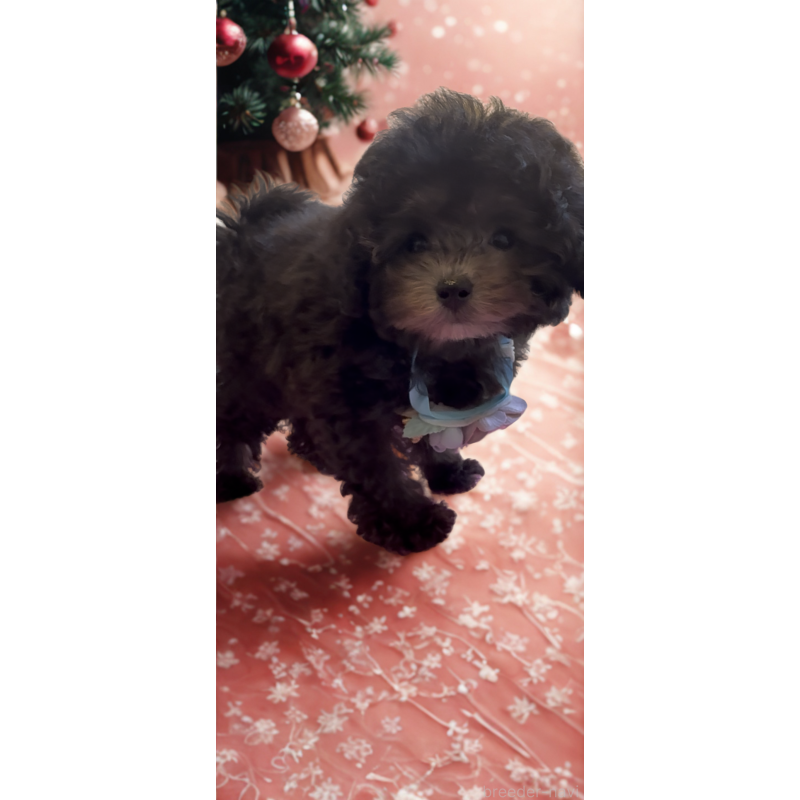 成約済の沖縄県のティーカッププードル-423376の6枚目