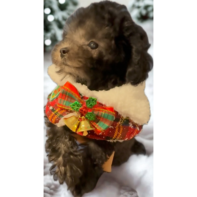 成約済の沖縄県のティーカッププードル-423376の5枚目