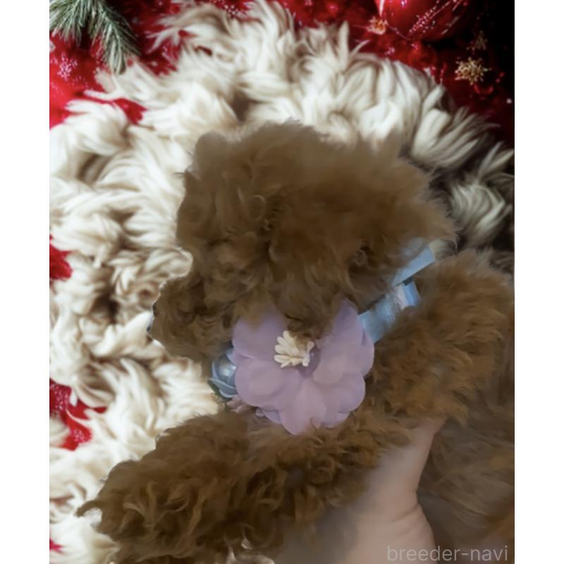 販売中の沖縄県のティーカッププードル-426947の7枚目