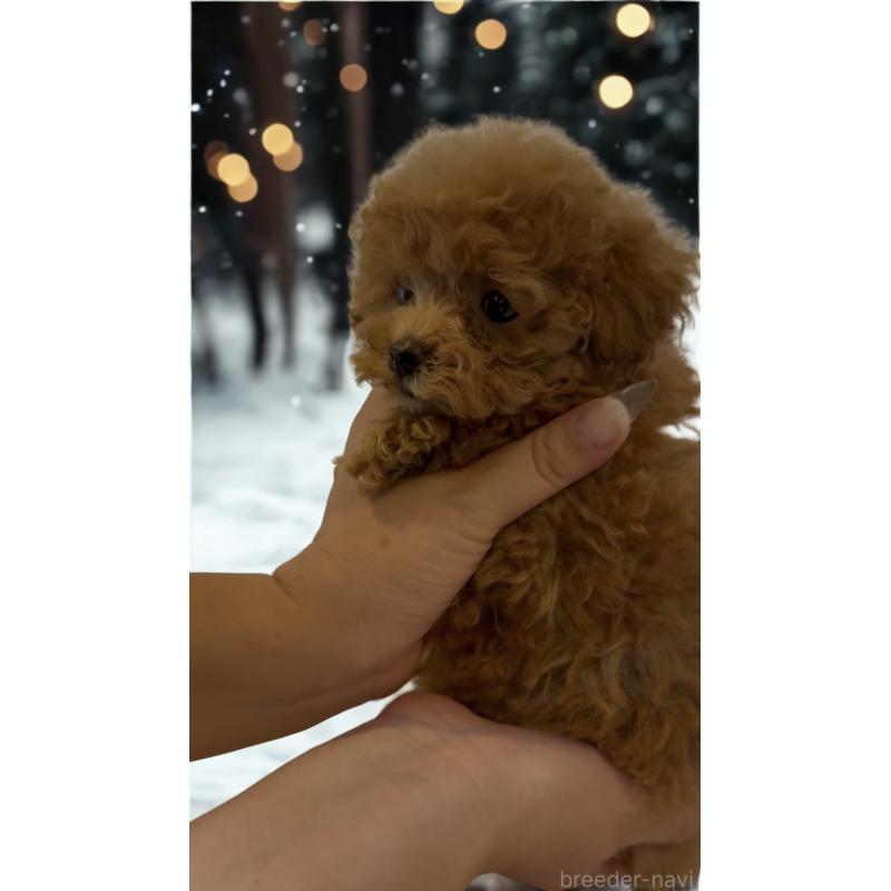 販売中の沖縄県のティーカッププードル-426947の6枚目