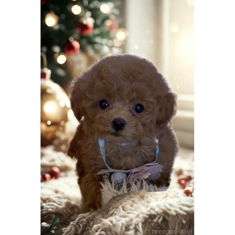 販売中の沖縄県のティーカッププードル-426947の5枚目