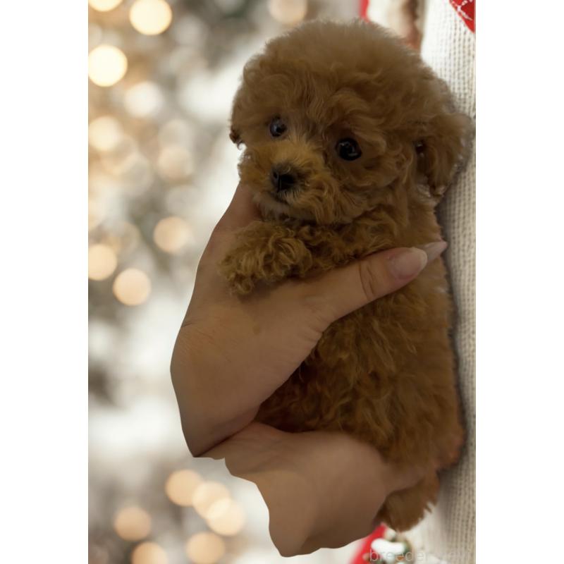 販売中の沖縄県のティーカッププードル-426947の4枚目