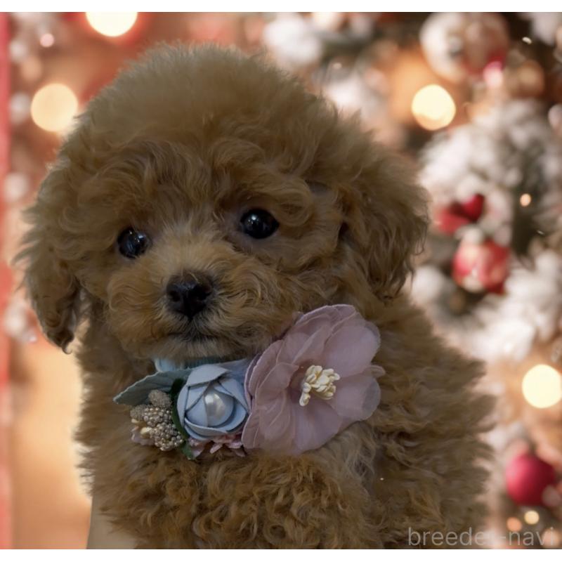 販売中の沖縄県のティーカッププードル-426947の3枚目