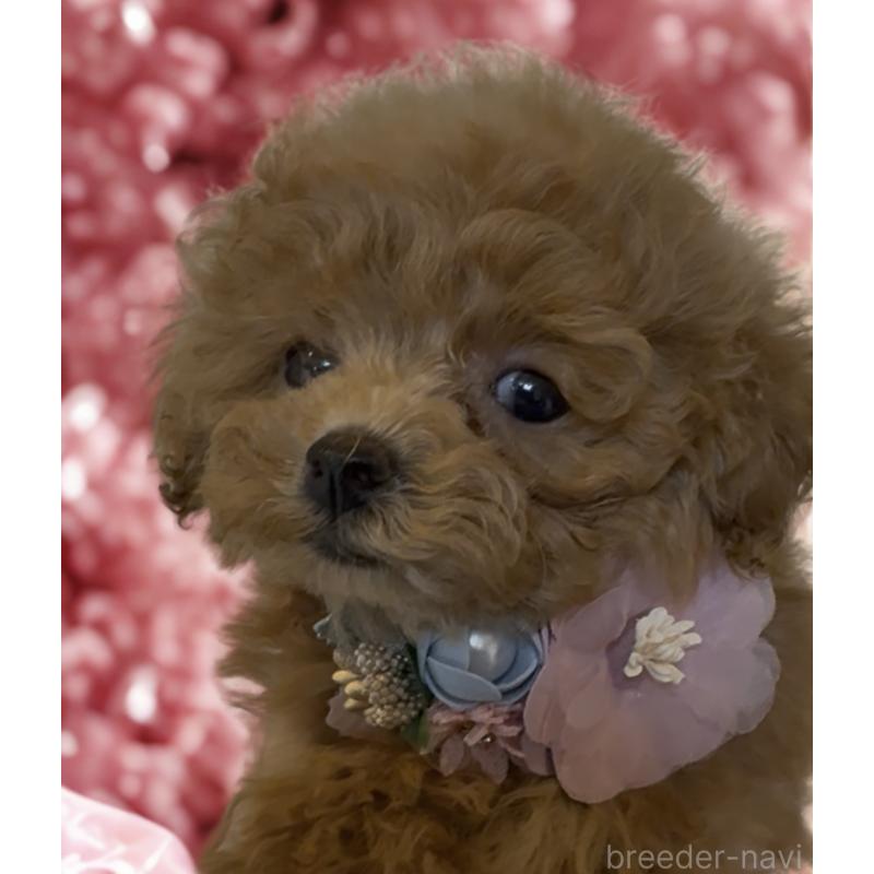 販売中の沖縄県のティーカッププードル-426947の2枚目