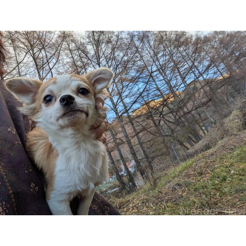 販売中の長野県のチワワ(ロングコート)-429505の5枚目