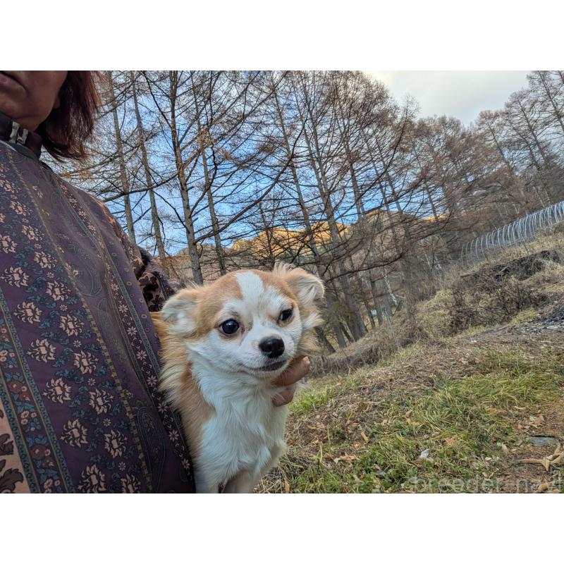 販売中の長野県のチワワ(ロングコート)-429505の4枚目