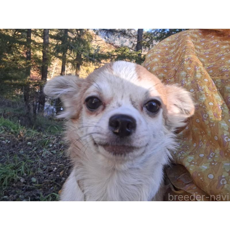 販売中の長野県のチワワ(ロングコート)-429505の3枚目