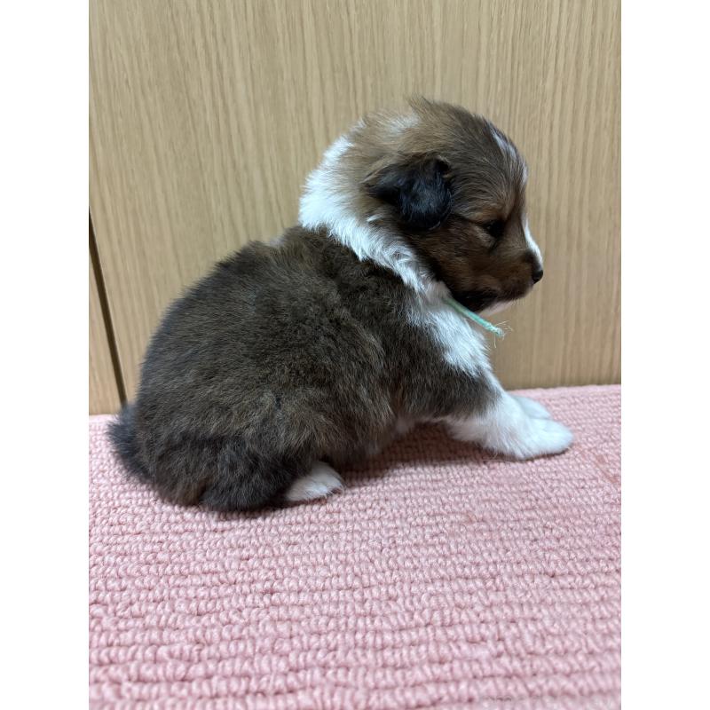 販売中の愛知県のシェットランドシープドッグ(シェルティ)-429507の6枚目